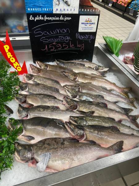 Poissonnerie pour vente de saumon sauvage frais à Fécamp