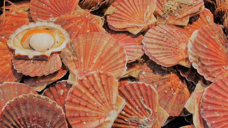 Trouver un poissonnier pour acheter des coquilles saint jacques fraîches à Fécamp